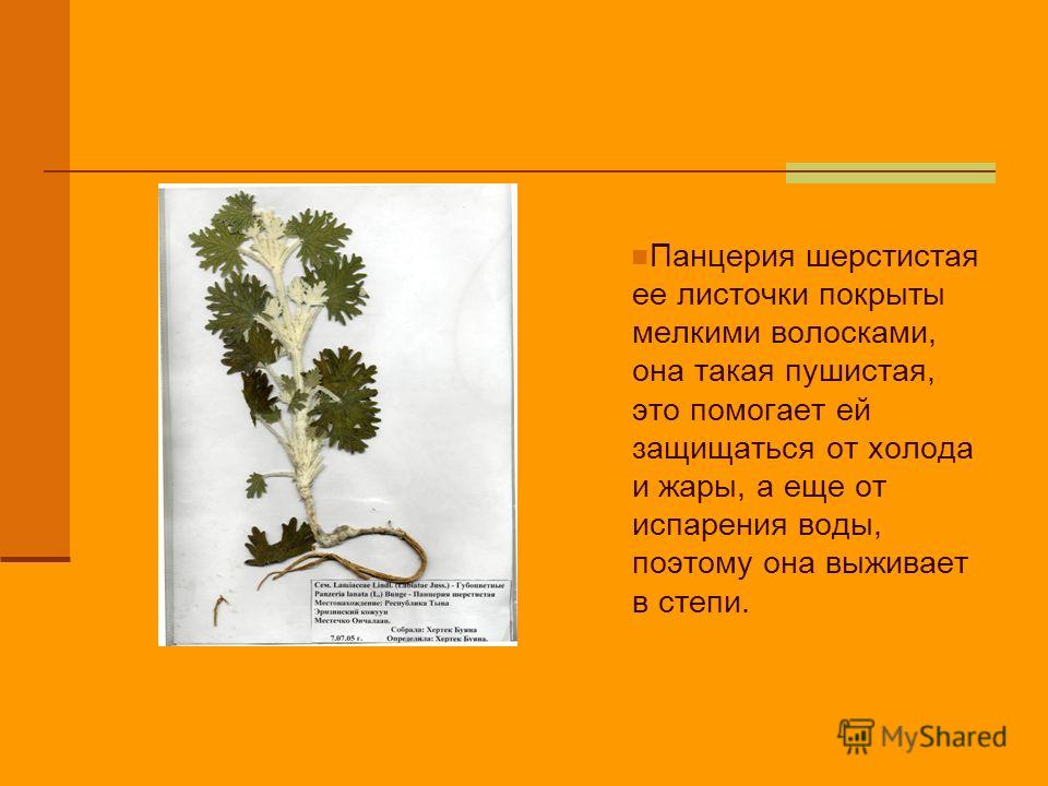 Панцерия шерстистая (трава) картинки Панцерия шерстистая (трава) картинка
