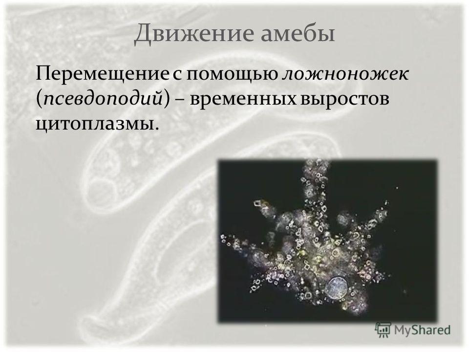 Корненожки радиолярии солнечники жгутиконосцы инфузории Корненожки радиолярии солнечники жгутиконосцы инфузории