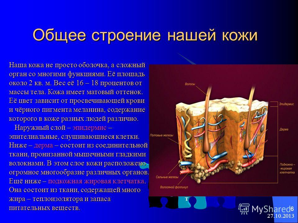 Сведения о нашей коже Сведения о нашей коже