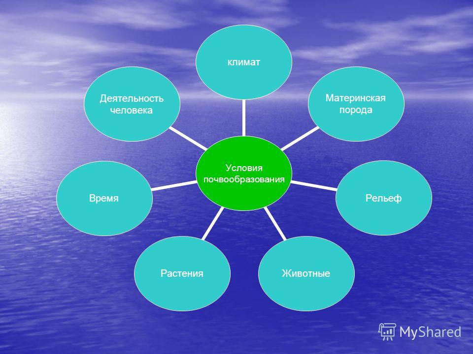 Реферат: Условия почвообразования 2