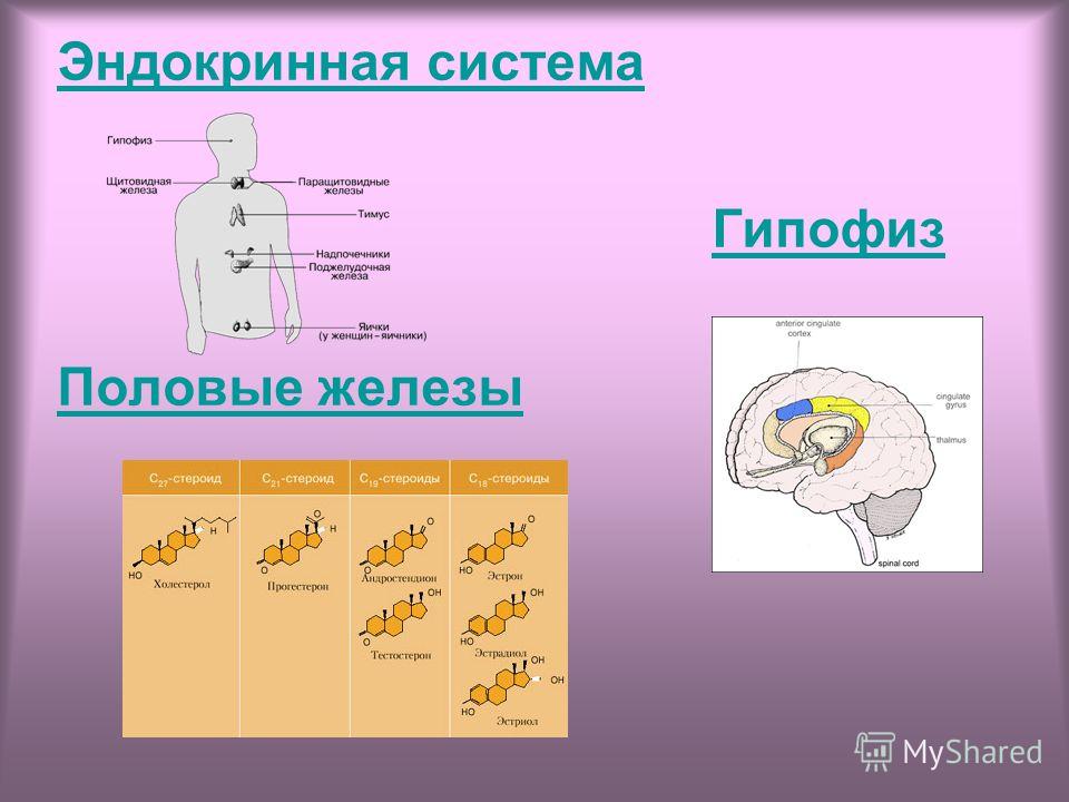 Презентация На Тему Эндокринная Система Скачать Бесплатно