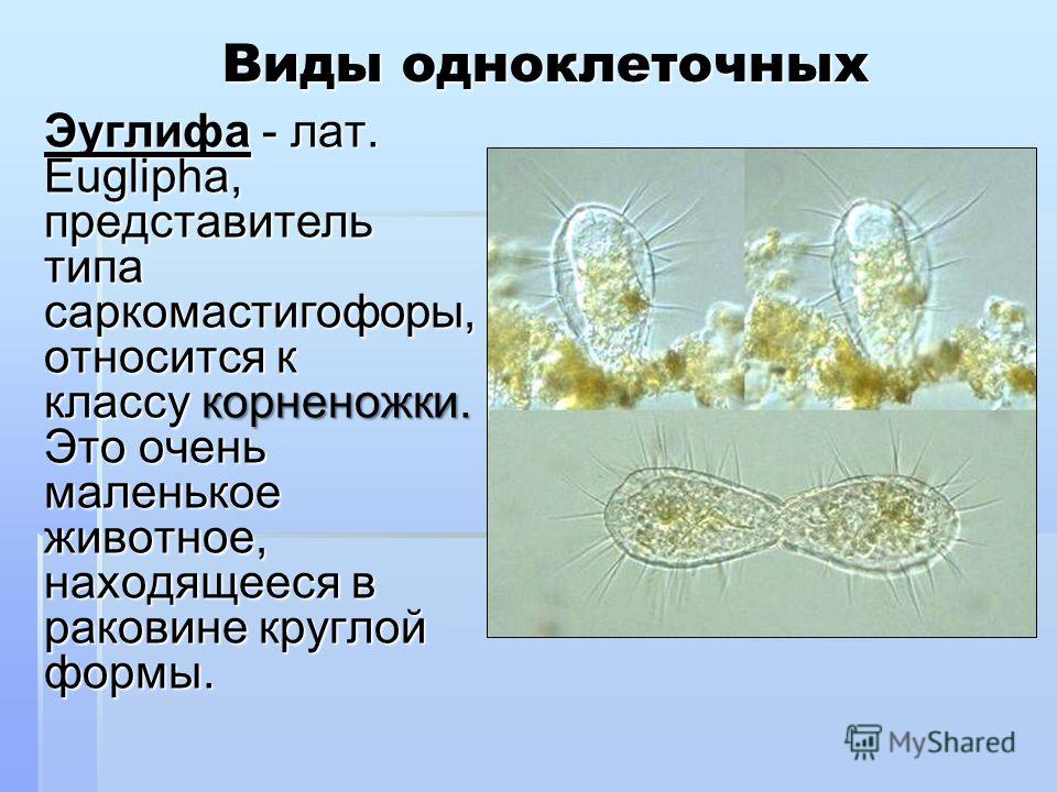 простейшие паразиты человека симптомы простейшие паразиты человека симптомы