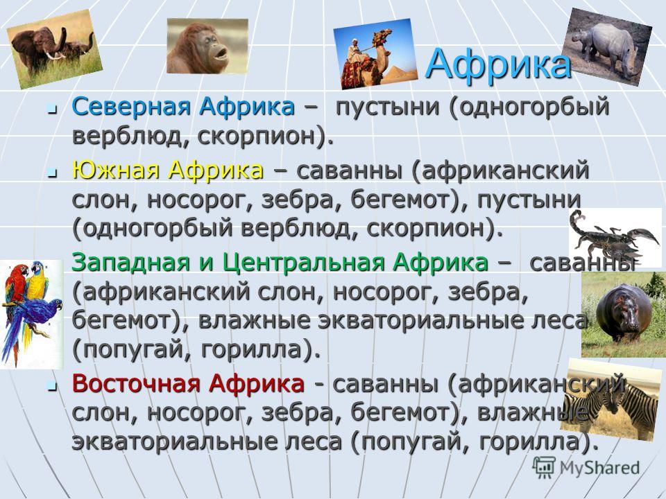Проект африка 3 класс окружающий мир