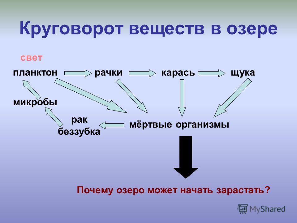Схема круговорота в водоеме Схема круговорота в водоеме