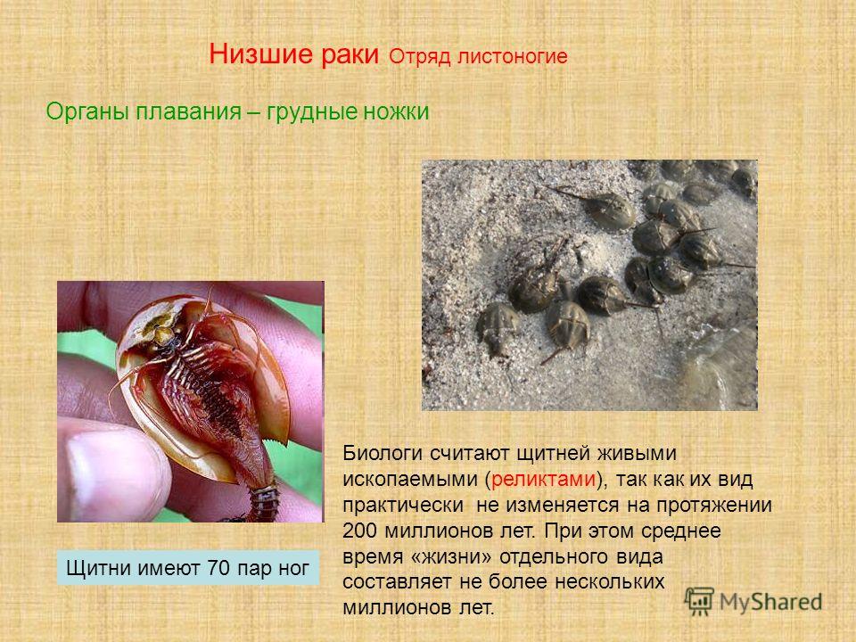 конечности бокоплава конечности бокоплава