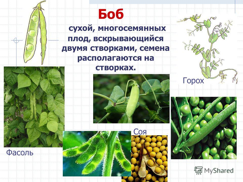 Для чего нужен плод с семенами Для чего нужен плод с семенами