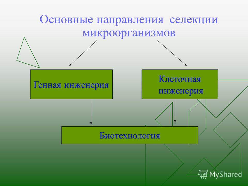 Реферат: Основи селекції картоплі