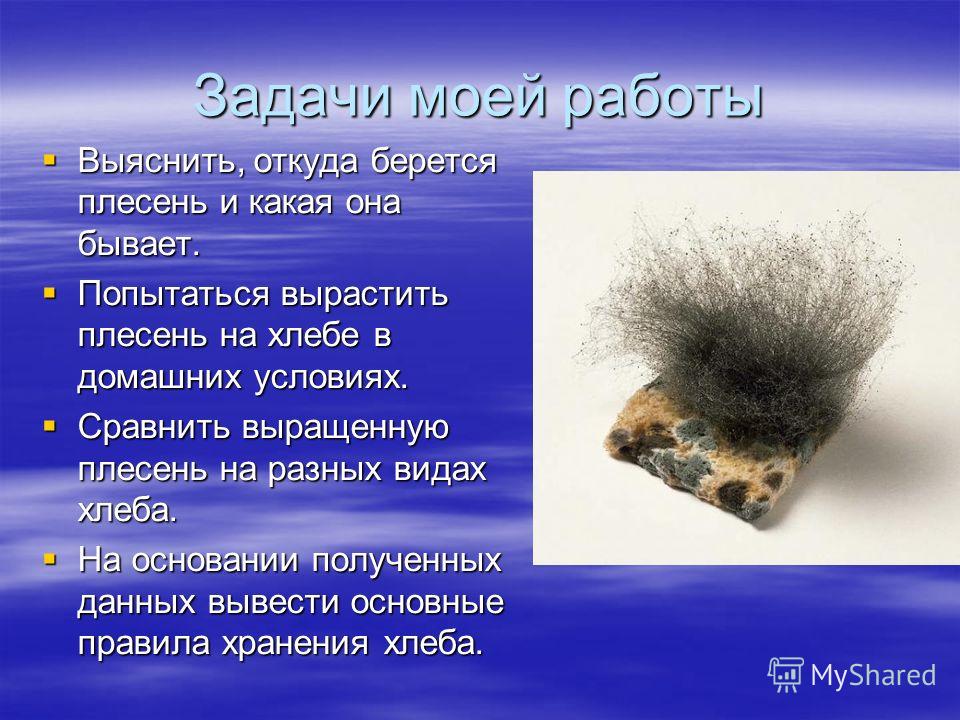 Как вырастить плесень в домашних условиях на хлебе Как вырастить плесень в домашних условиях на хлебе