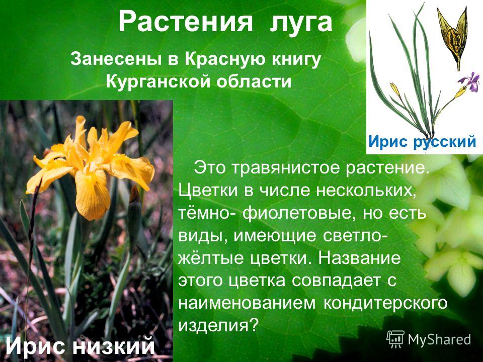 Цветок из красной книги Цветок из красной книги