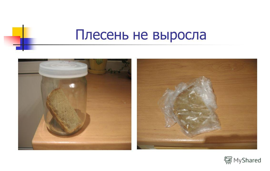 Выкройки для маленьких собак Выкройка женских брюк: построение модели, скачать бесплатно с фото
