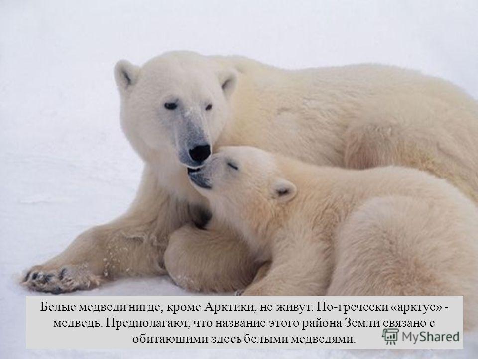 Название связанное с медведем Название связанное с медведем