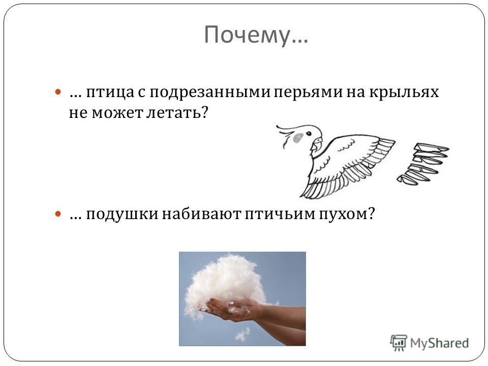 Позвоночник ящерицы состоит из отделов Позвоночник ящерицы состоит из отделов