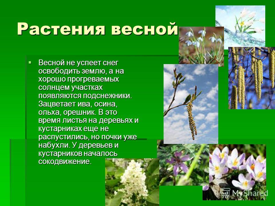 Цветные картинки о весне птицы и растения Цветные картинки о весне птицы и растения
