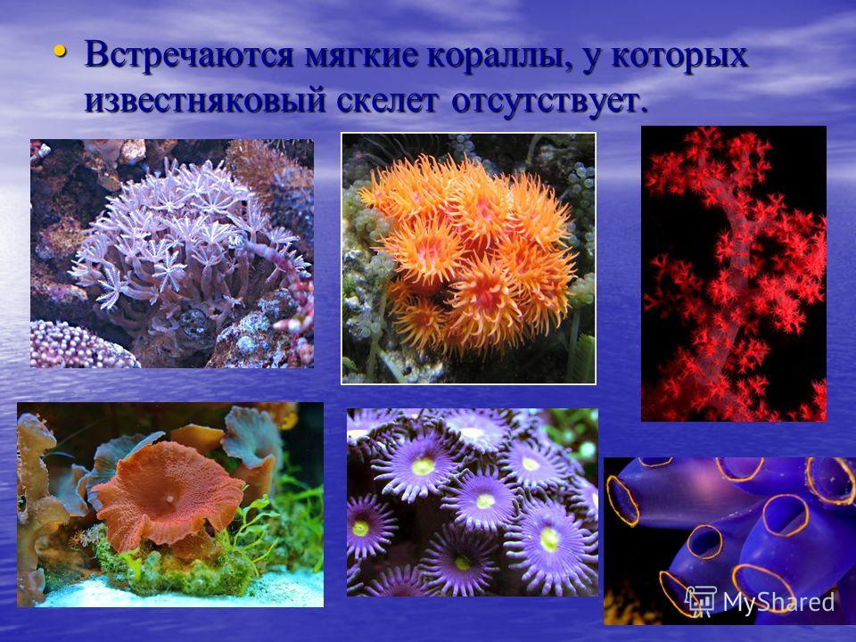 Встречаются мягкие кораллы, у которых известняковый скелет отсутствует. Встречаются мягкие кораллы, у которых известняковый скелет отсутствует.
