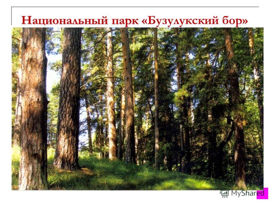 Картинки охраняемые зоны природы оренбургского района Картинки охраняемые зоны природы оренбургского района
