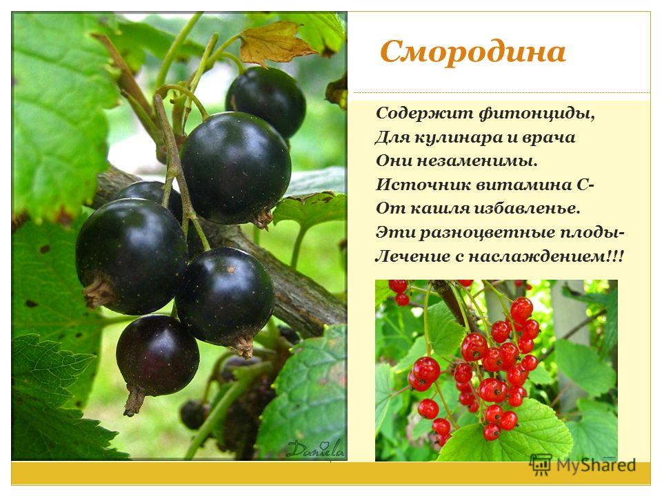 Стих о смородине Стих о смородине