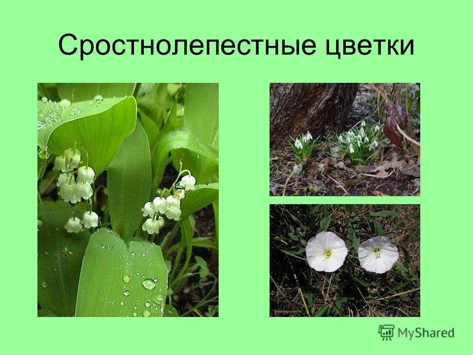 Цветок видоизменённый побег Цветок видоизменённый побег