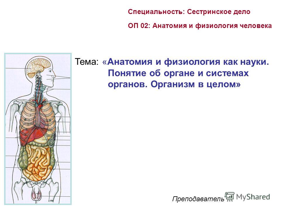 Презентация На Тему Анатомия Человека
