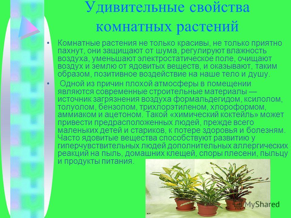 Доклад по теме Влияние комнатных растений на среду обитания человека