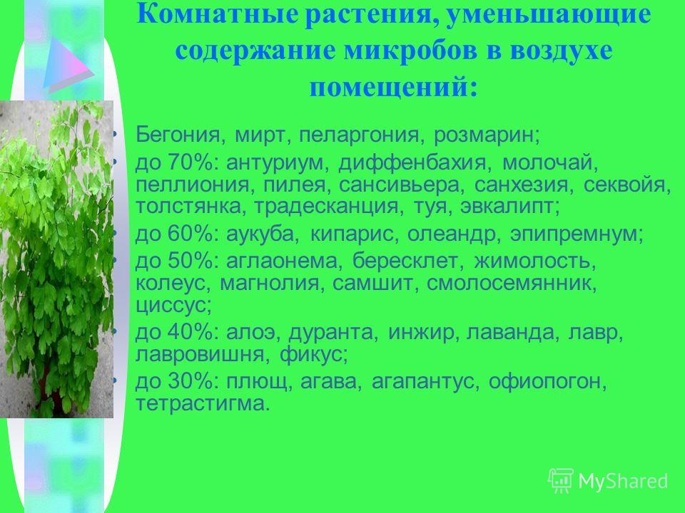 Ампельные или вьющиеся комнатные растения