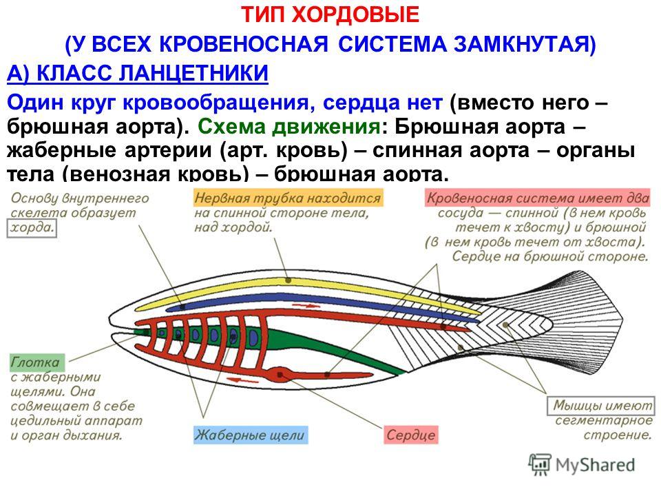 Свадебное поздравление на свадьбу сестре от сестры