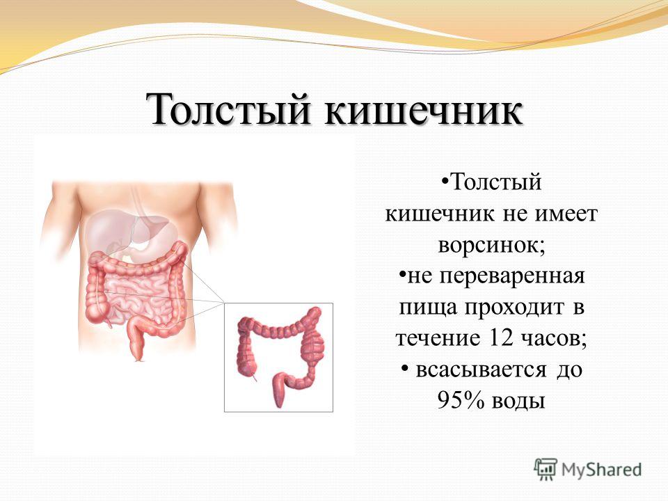 Очистить толстую кишку домашних условиях