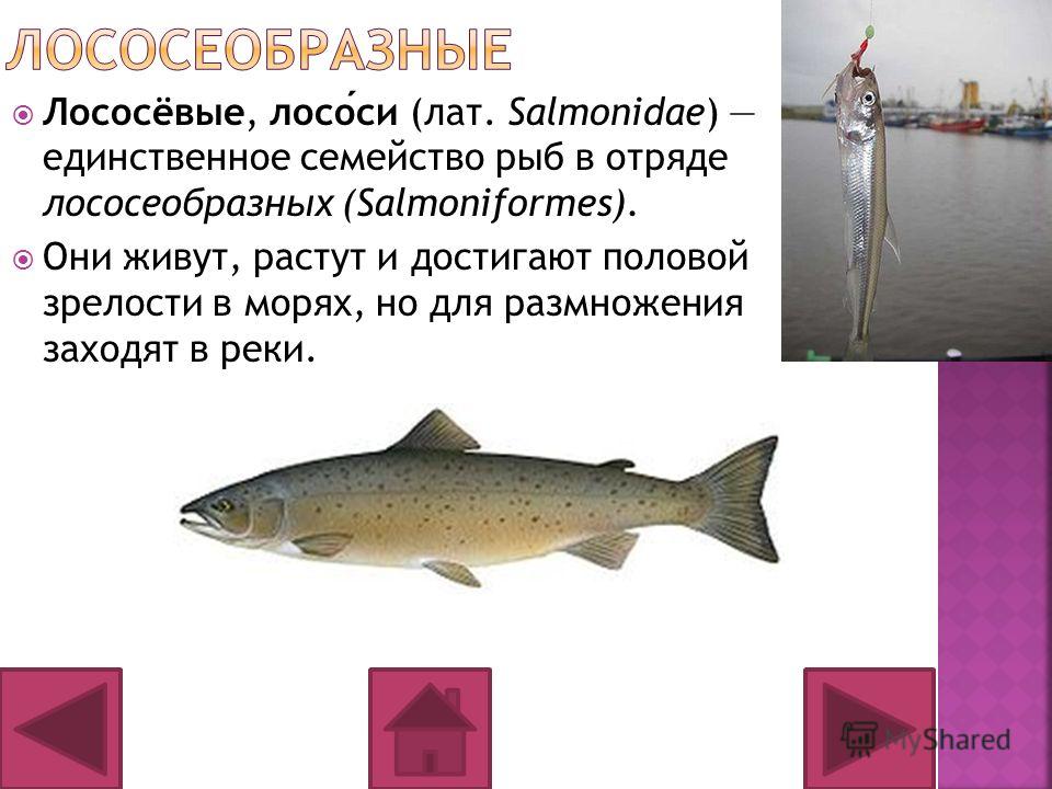Рыбы из отряда лососёвых Рыбы из отряда лососёвых