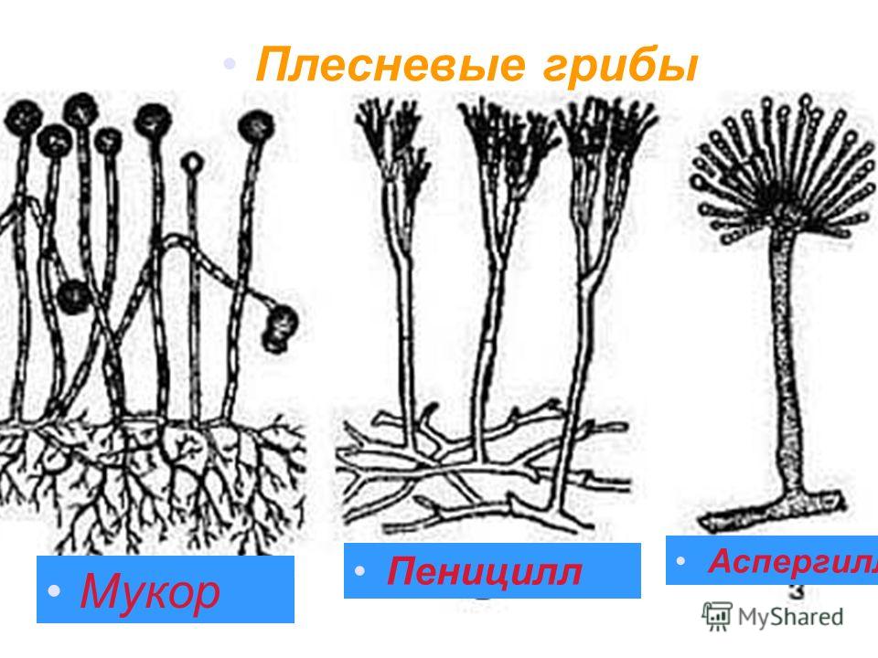 одноклеточные паразиты в теле человека одноклеточные паразиты в теле человека