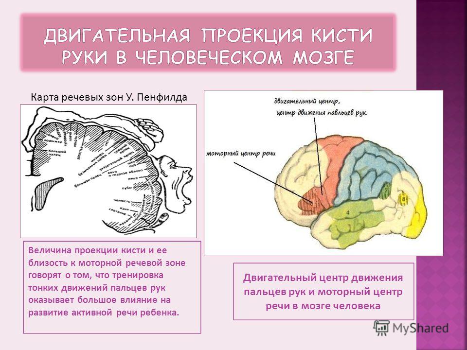 Руки и пальцы связаны с речью Руки и пальцы связаны с речью