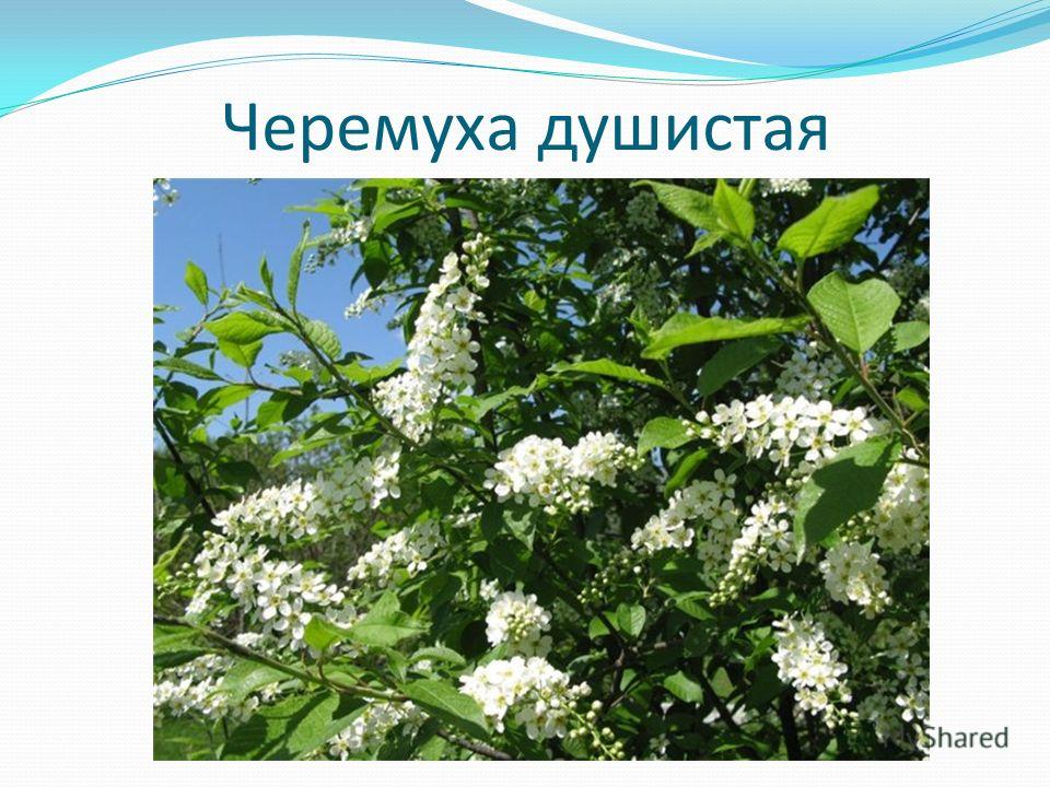 врач диетолог в москве врач диетолог в москве