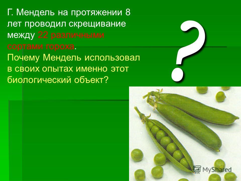Почему мендель выбрал для исследования наследственности именно горох Почему мендель выбрал для исследования наследственности именно горох
