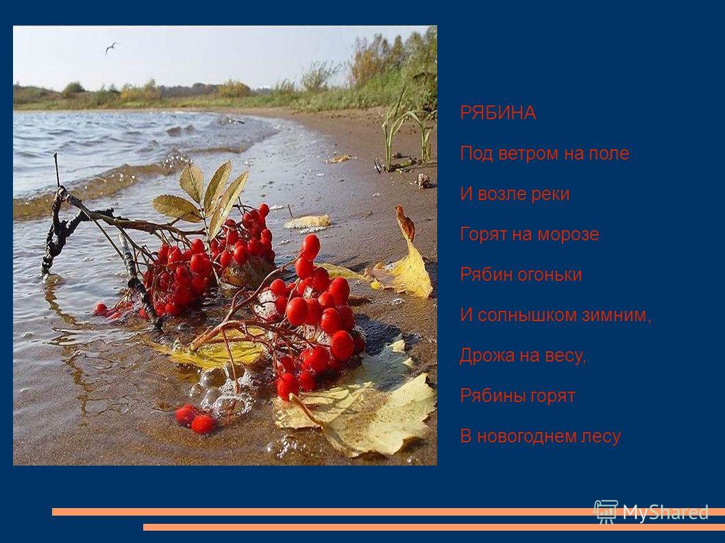 Картинки деревца рябинки у реки зимой Картинки деревца рябинки у реки зимой