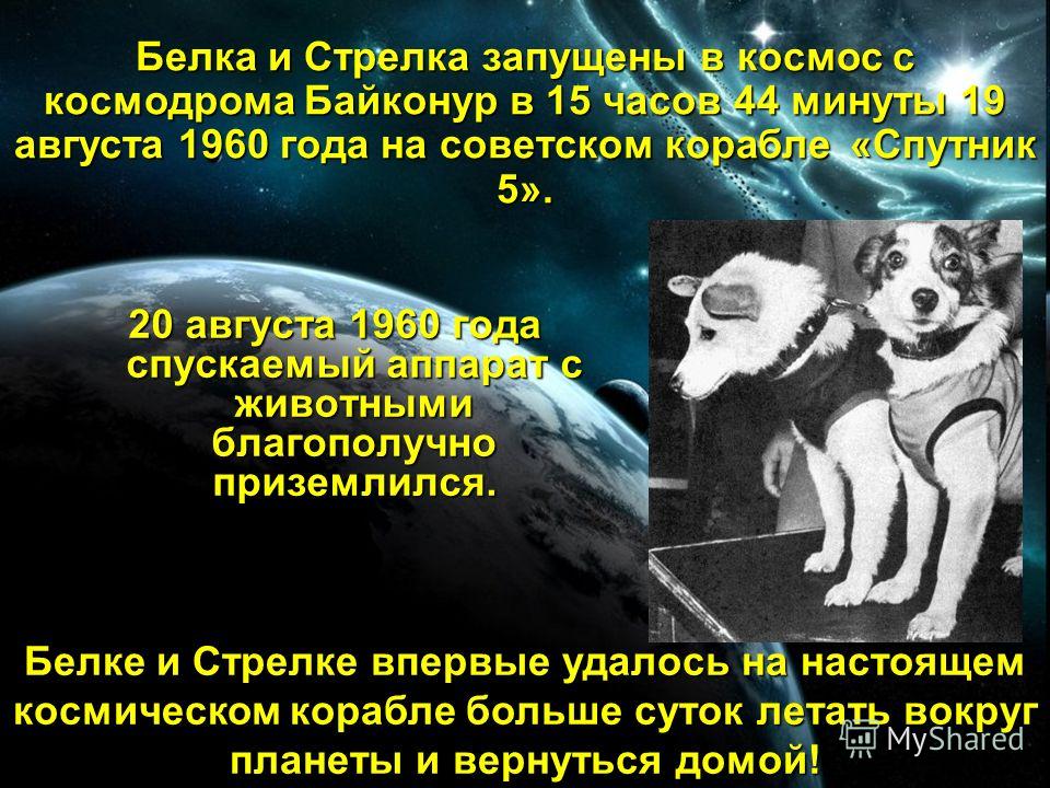 20 августа 1960 года спускаемый аппарат с животными благополучно приземлился. Белка и Стрелка запущены в космос с космодрома Байконур в 15 часов 44 минуты 19 августа 1960 года на советском корабле «Спутник 5». Белке и Стрелке впервые удалось на насто