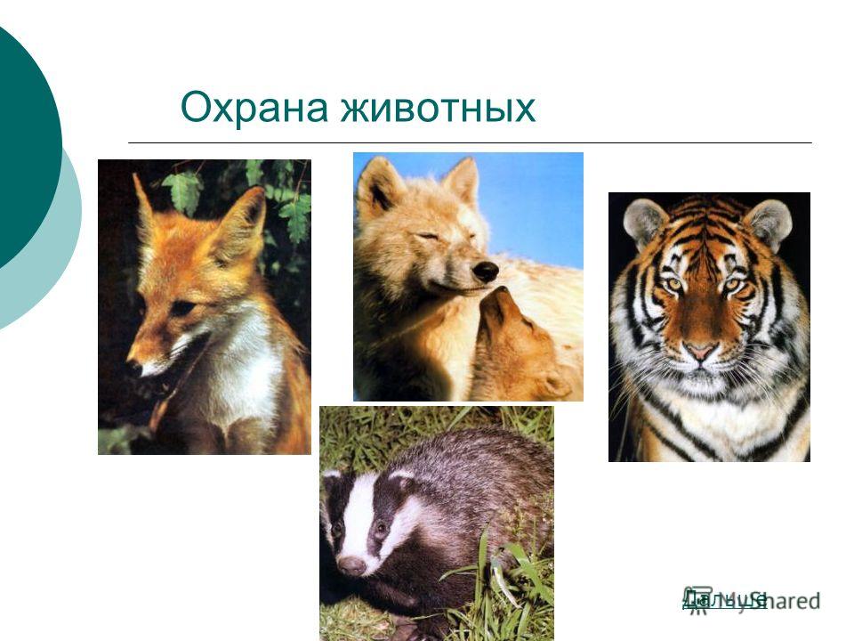 Защита Животных Презентация