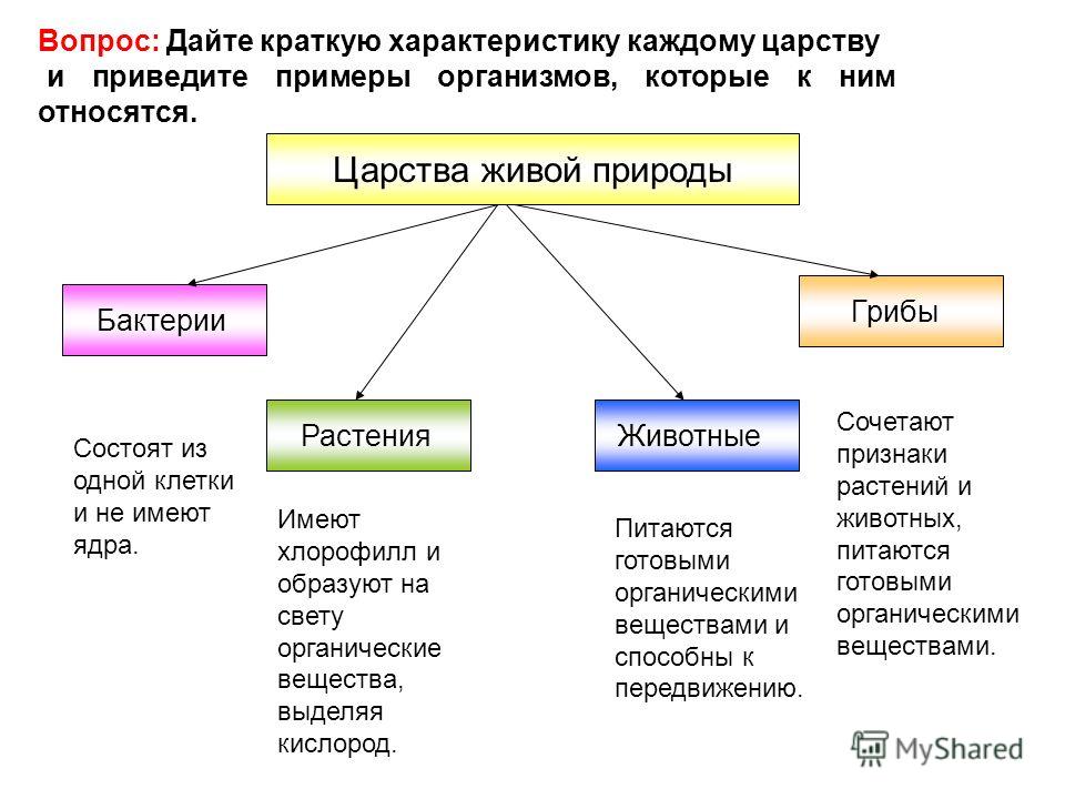 Царства живой природы в схеме Царства живой природы в схеме