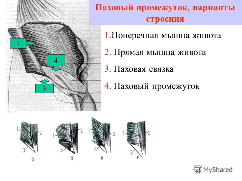 X-Gainer : .