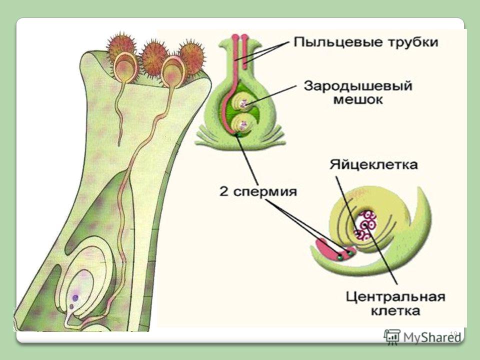 Ветряная оспа при беременности Боли при месячных Что делать, если болит тело во время