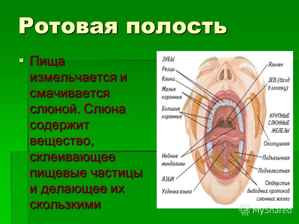 Чем лечить аденому слюнной железы Чем лечить аденому слюнной железы