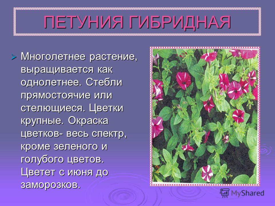 Как однолетнее растение сделать многолетними Как однолетнее растение сделать многолетними