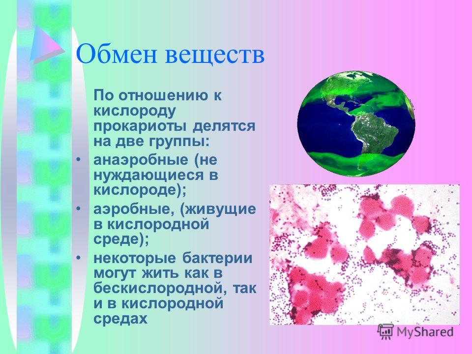 Отношение растений к кислороду Отношение растений к кислороду