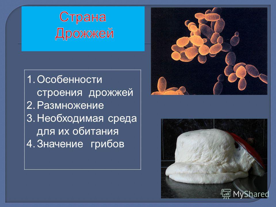 точки от паразитов точки от паразитов