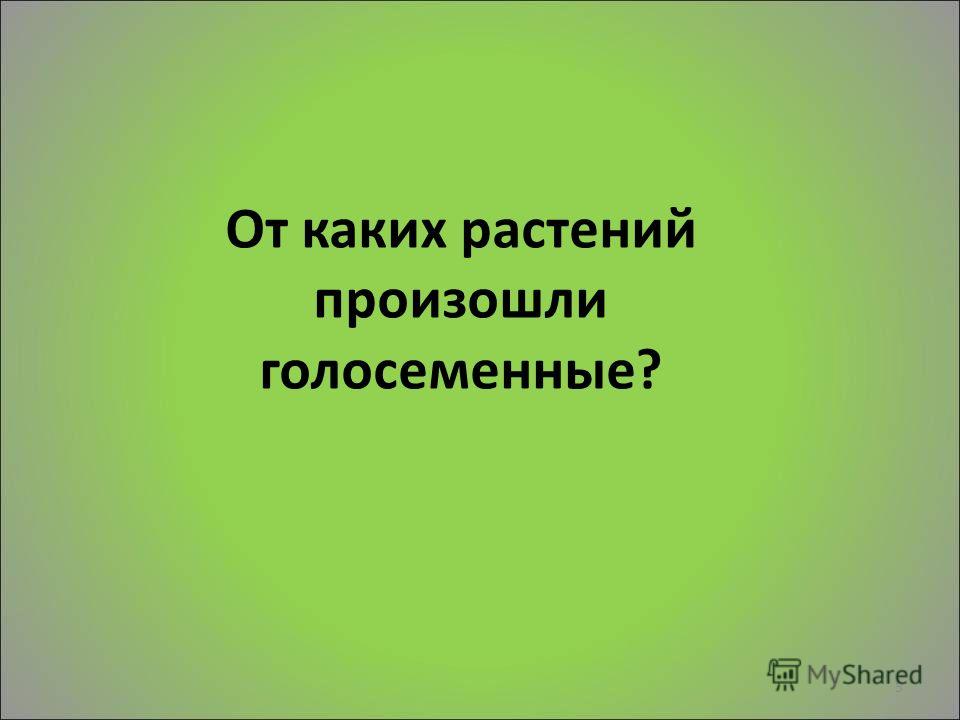 Семена от кипарис Семена от кипарис