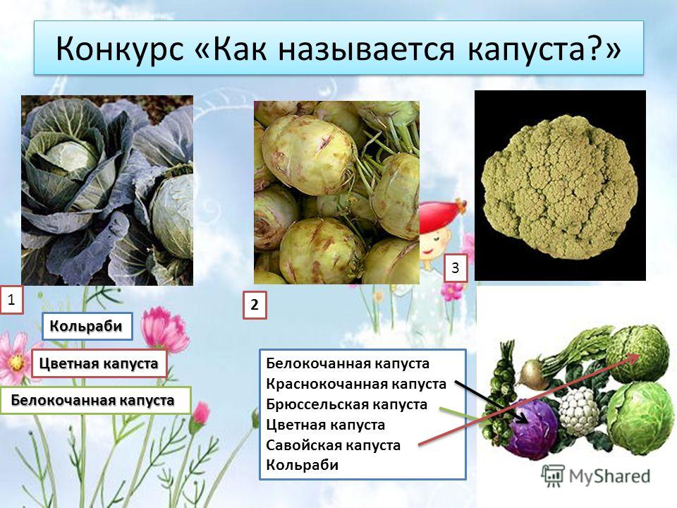 Цветная Капуста Кольраби Фото Цветная Капуста Кольраби Фото
