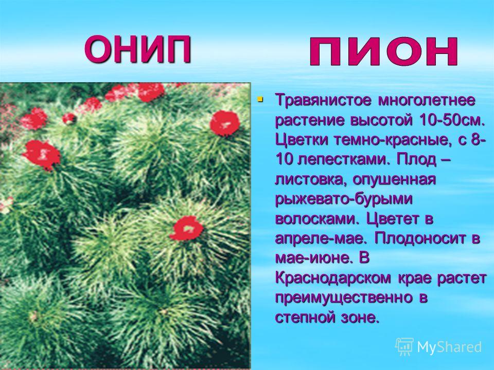 Цветы красной книги краснодарского края Цветы красной книги краснодарского края