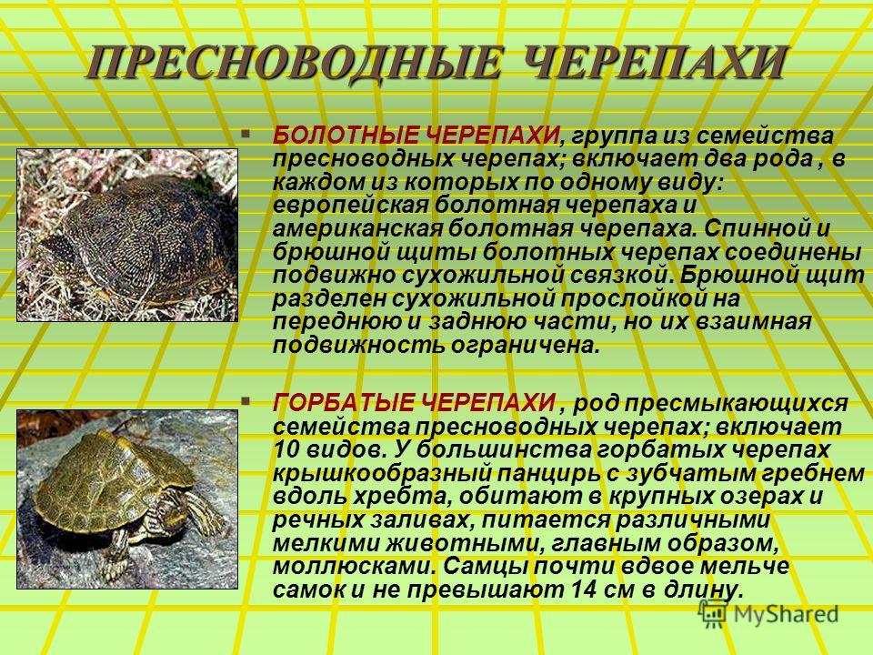 Речная черепаха в домашних условиях 855 Речная черепаха в домашних условиях 75