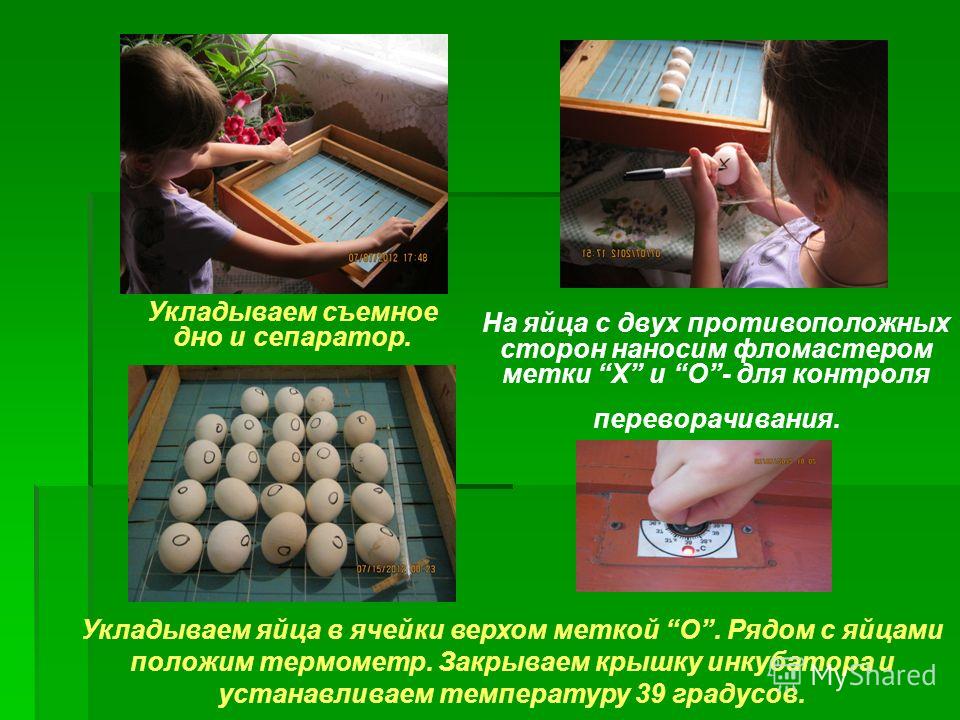 Как вырастить цыплят из яйца в домашних условиях Как вырастить цыплят из яйца в домашних условиях