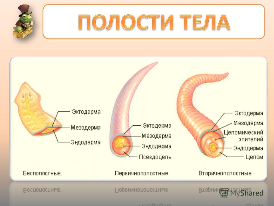 В школе понятие "полость тела" всегда было для меня чем-то таинственным! Чем пер