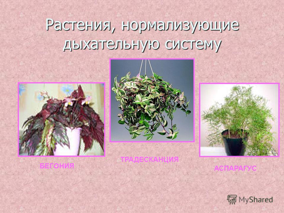 Растения, нормализующие дыхательную систему БЕГОНИЯ ТРАДЕСКАНЦИЯ АСПАРАГУС