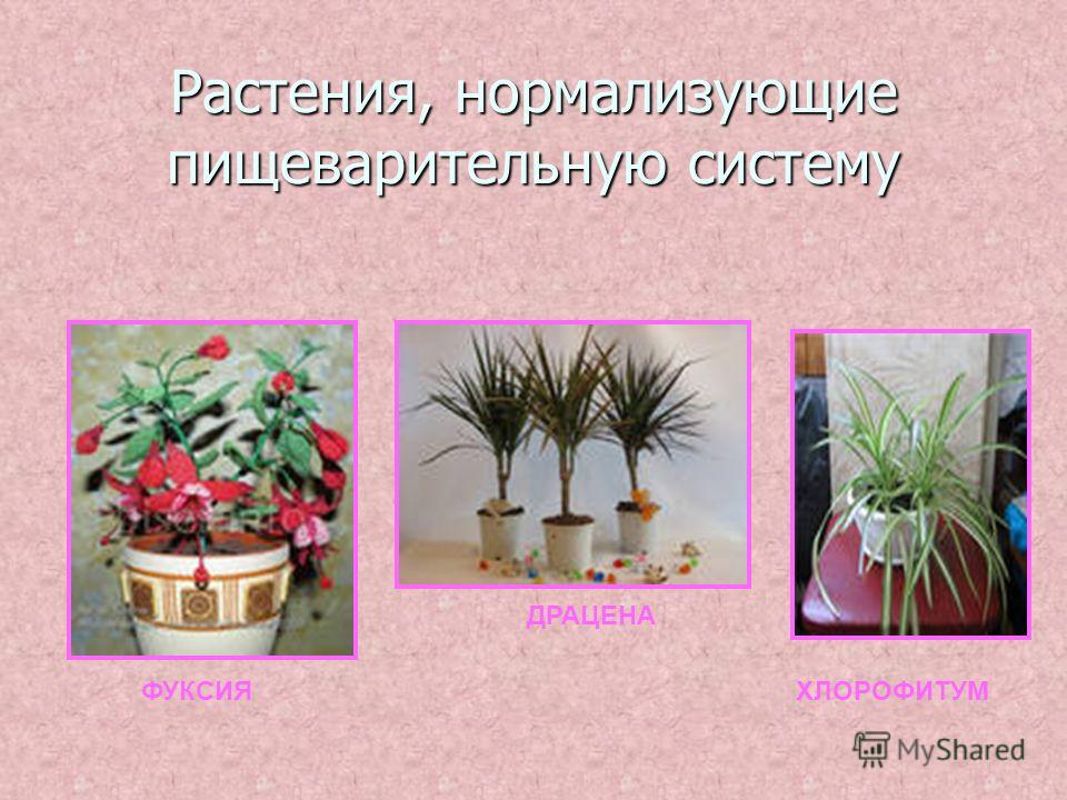 Растения, нормализующие пищеварительную систему ФУКСИЯ ДРАЦЕНА ХЛОРОФИТУМ