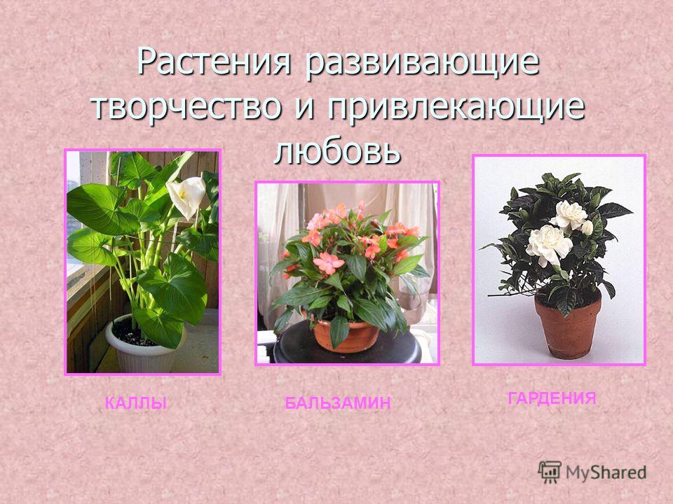 Растения развивающие творчество и привлекающие любовь КАЛЛЫБАЛЬЗАМИН ГАРДЕНИЯ